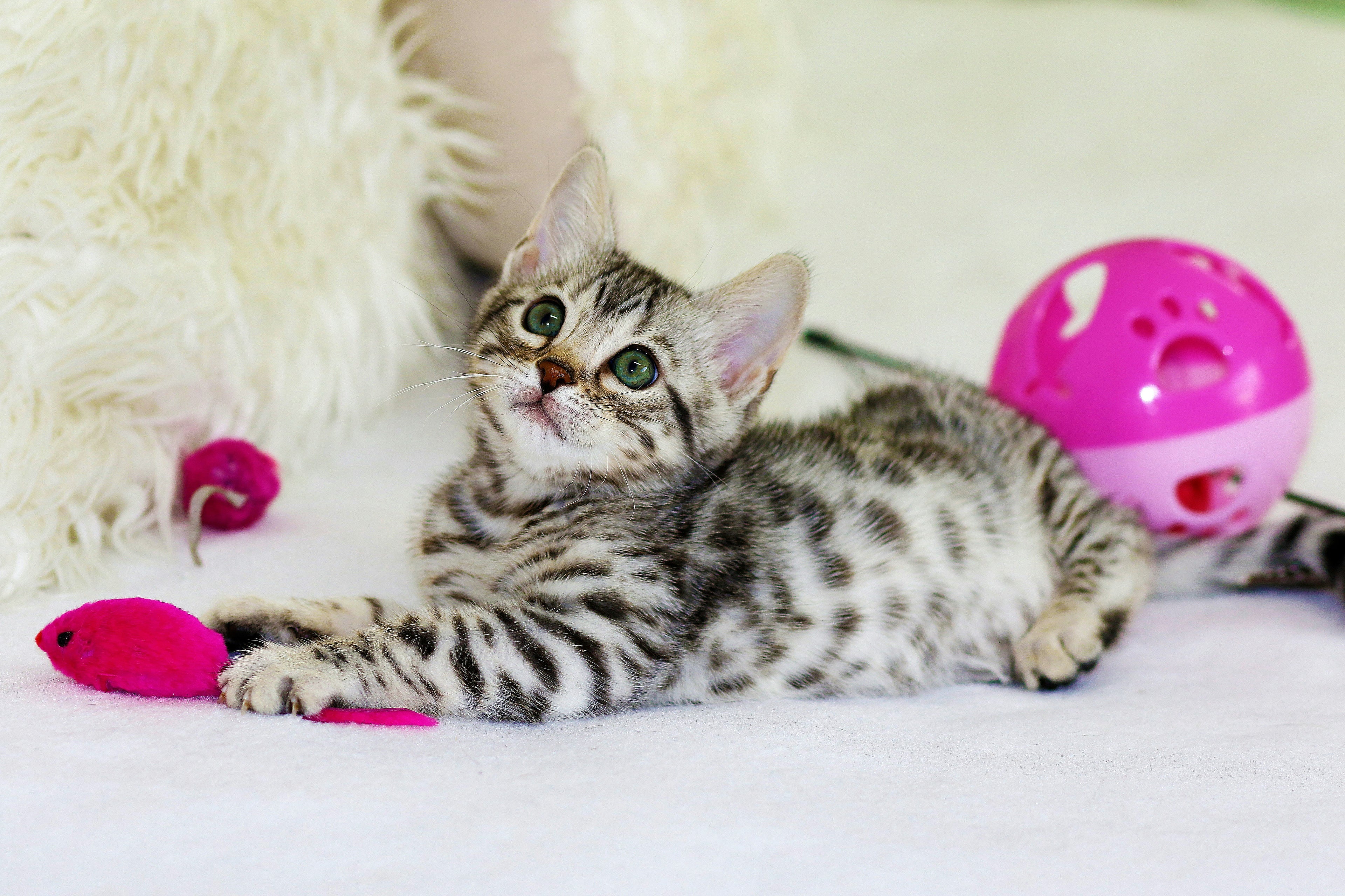 Photo by <a href="https://unsplash.com/@flowerchildkimmi?utm_content=creditCopyText&utm_medium=referral&utm_source=unsplash">Kim Davies</a> on <a href="https://unsplash.com/photos/gray-kitten-sitting-on-floor-fEK4jvgnApg?utm_content=creditCopyText&utm_medium=referral&utm_source=unsplash">Unsplash</a>